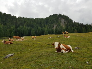 Fototapeta na wymiar cows in the meadow