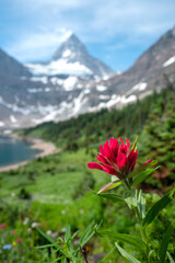 Red paintbrush wildflower backed by Mount Assiniboine