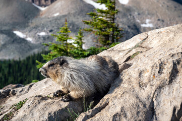 Naklejka na ściany i meble Hoary marmot on mountain rock