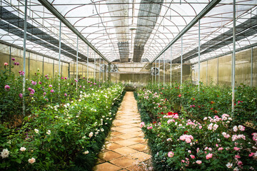 Industrial growth of  roses in  greenhouse