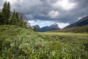 Fototapeta premium Shrubs in valley, Banff National Park