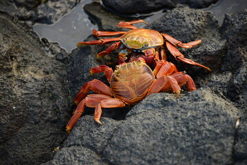 Galapagos