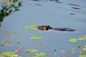 beaver swimming in the pond