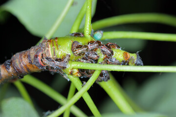 Cacopsylla pyri (pear psylla, European pear sucker) Psyllidae. Nymphs, larvae on a pear tree shoot.
