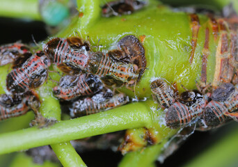 Psyllidae, the jumping plant lice or psyllids, are a family of small plant-feeding insects that tend to be very host-specific. Larvae, nymphs on pear tree shoot.