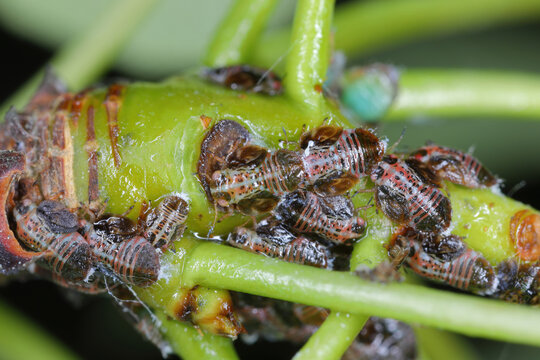 Cacopsylla pyri (pear psylla, European pear sucker) Psyllidae. Nymphs, larvae on a pear tree shoot.