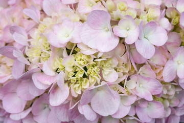 Delicate natural floral background in light blue and violet pastel colors. Texture of Hydrangea flowers
