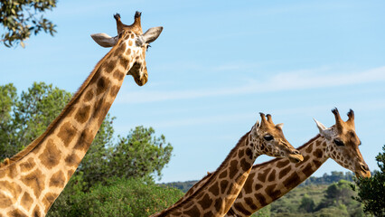 Three giraffes looking for food