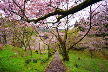 Obraz premium 佛隆寺(仏隆寺)の千年桜（モチヅキザクラ、県指定天然記念物、奈良県最古の桜、奈良県宇陀市榛原、真言宗室生寺派）