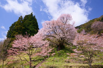 佛隆寺(仏隆寺)の千年桜（モチヅキザクラ、県指定天然記念物、奈良県最古の桜、奈良県宇陀市榛原、真言宗室生寺派）