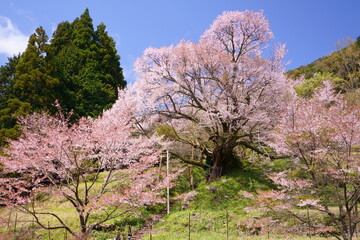 佛隆寺(仏隆寺)の千年桜（モチヅキザクラ、県指定天然記念物、奈良県最古の桜、奈良県宇陀市榛原、真言宗室生寺派）