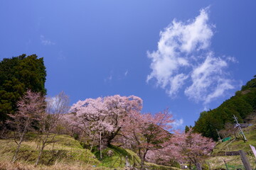 佛隆寺(仏隆寺)の千年桜（モチヅキザクラ、県指定天然記念物、奈良県最古の桜、奈良県宇陀市榛原、真言宗室生寺派）