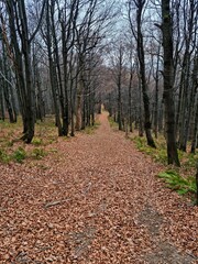 Fototapeta premium Autumn in the mountains, autumn in the forest. Beautiful colorful leaves in a beech forest lying on a path. Mysterious view of colorful leaves, mysterious beautiful forest, path and hiking trail in th