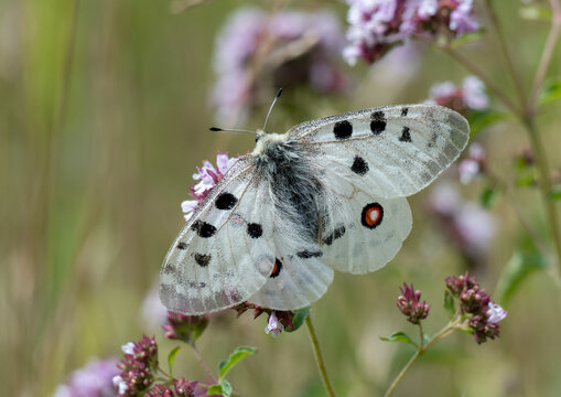 Ein wundersch&ouml;ner Apollofalter sitzt auf eine Bl&uuml;te mit ausgebreiteten Fl&uuml;geln