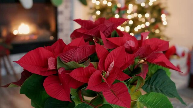 red poinsettia in front of Christmas tree and fireplace with stockings 