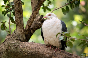 the white headed pigeon has a white body and black wings