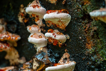 Sap on Mushroom