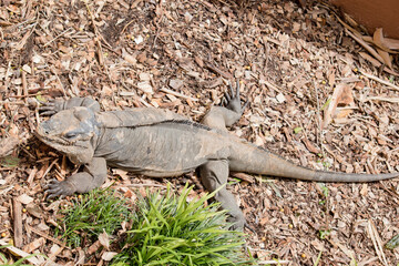 The rhinoceros iguana is an endangered species of iguana that is endemic to the Caribbean island of Hispaniola and its surrounding islands.