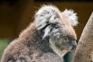 this is a close up of a koala looking sidewards