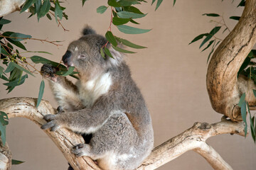 koalas are grey-brown in color with a white chest, they have white fluffy ears and a big black nose
