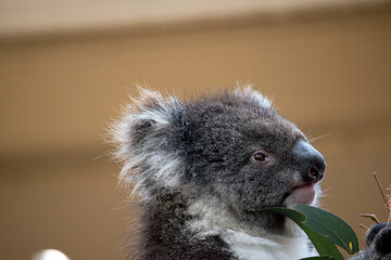 the koala is a grey marsupial with white fluffy ears and a large nose that climbs trees