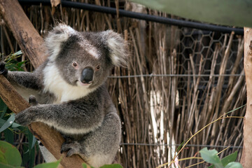 the koala is climbing up a tree © susan flashman