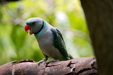 the malabar parakeet is light blue with green wings and orange bill