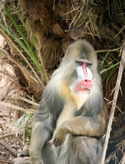 the mandrill has  red and blue skin on its face and posterior.Its body fur is grey and tan