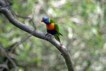 the rainbow lorikeet is a colorful bird it has a blue head, an orange and yellow breast green wings