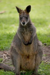 Naklejka na ściany i meble the swamp wallaby is standing on its hind legs