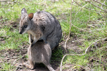 the joey tammar wallaby is mainly grey with tan arms and head
