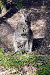 Naklejka na ściany i meble The tammar wallaby is a small grey wallaby with tan arms and white cheek stripes