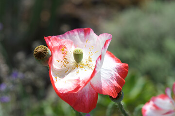 Flowers close ups