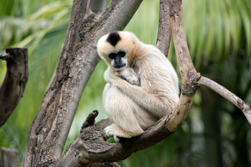 this is a female white cheeked monkey