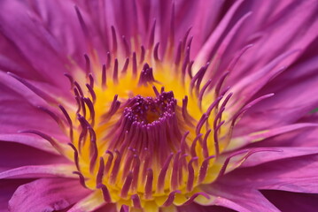 Obraz premium Flowers close ups