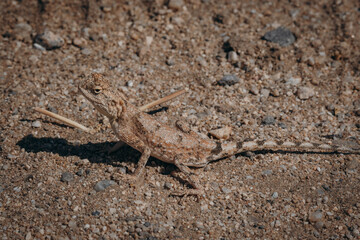 Porträt einer kleinen unscheinbaren Agame, Damaraland, Namibia