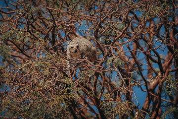 Klippschliefer (Procavia capensis) klettert in einem Kameldorn-Baum und frisst die grünen Blätter, Damaraland, Namibia
