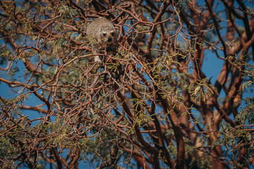 Klippschliefer (Procavia capensis) klettert in einem Kameldorn-Baum und frisst die grünen Blätter, Damaraland, Namibia
