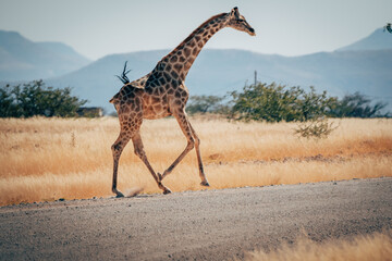 Einzelne Giraffe überquert eine Straße im Damaraland, Namibia