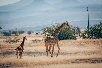 Giraffe mit Jungtier flieht über die Ebene im Damaraland, Namibia