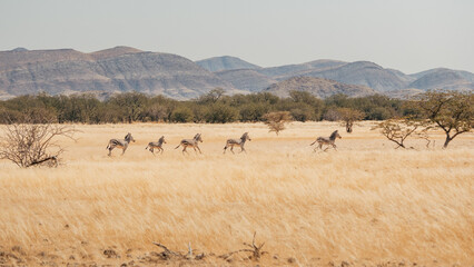 Panorama - Eine Gruppe Bergzebras (Equus zebra) rennt durch das hohe Gras der offenen Savanne im...