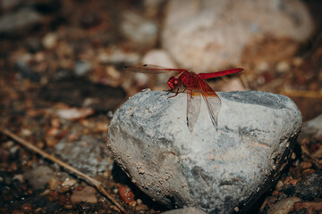 Portrait einer Libelle - Gefleckter Sonnenzeiger (Trithemis kirbyi) auf einem Felsen sitzend, Damaraland, Namibia