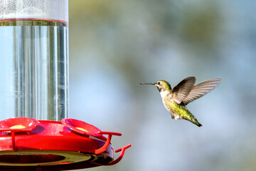 Humming Birds