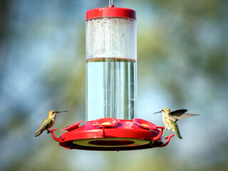 Humming Birds