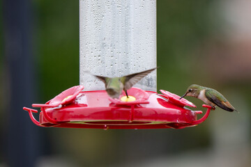 Humming Birds