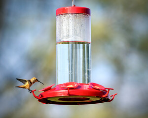 Humming Birds