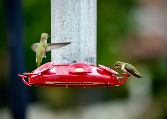 Humming Birds