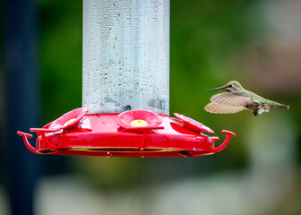 Humming Birds