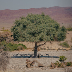 Eine Herde Springböcke (Antidorcas) sucht im Schatten unter einem Baum Schutz vor der gleißenden Mittagssonne, Kaokoveld, Namibia