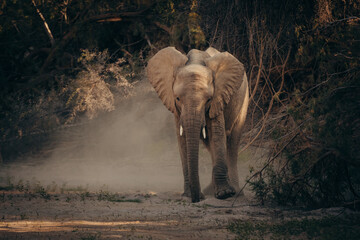 Ein junger Wüstenelefant (Loxodonta africana) läuft in der Abendsonne durch ein staubiges,...